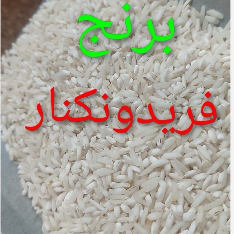 برنج محلی فریدونکنار اقتصادی(5کیلویی) ارسال رایگان